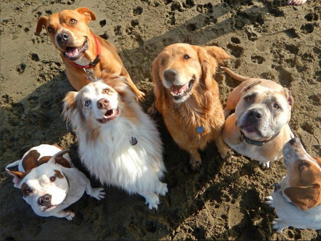 Prostate Gland Cancer in Dogs Spot Speaks